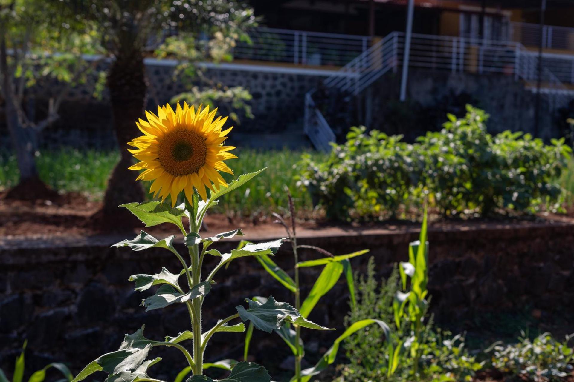Ekam Lake House By Stayvista With Mountain & Lake Views, Outdoor Jacuzzi, Sauna, Modern Amenities & Kitchen Garden ปูเน่ ภายนอก รูปภาพ